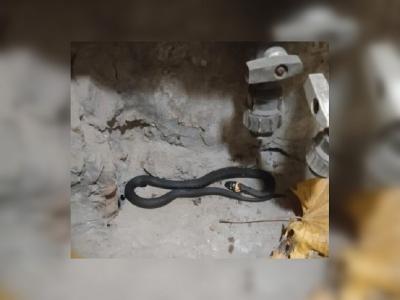 Энгельсскую четырёхэтажку атаковали мыши и змеи